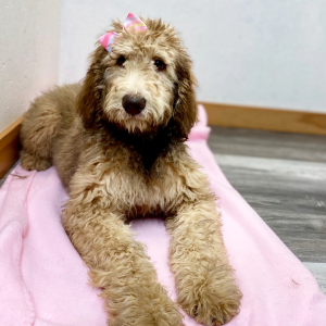 Poodle Puppy Colbie