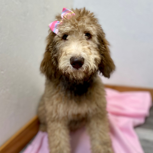 Poodle Puppy Colbie