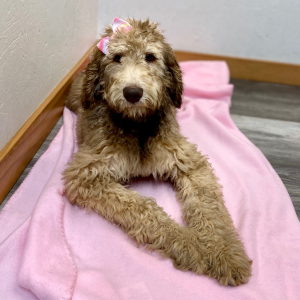 Poodle Puppy Colbie