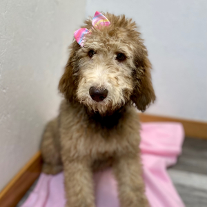 Poodle Puppy Colbie