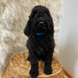 Poodle Puppy Cree