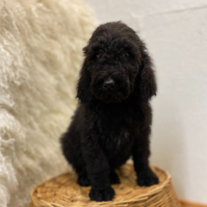 Poodle Puppy Cree