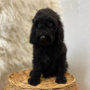 Poodle Puppy Cree