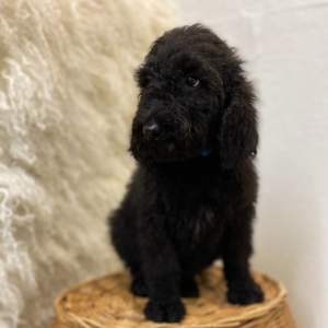 Poodle Puppy Cree