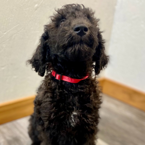 Poodle Puppy Emmett