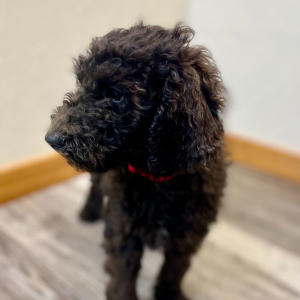 Poodle Puppy Emmett