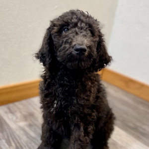 Poodle Puppy Emmett