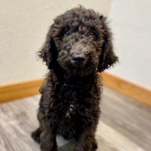 Poodle Puppy Emmett