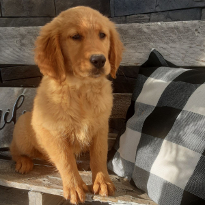 Golden Retriever Puppy Shyla