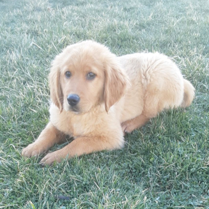 Golden Retriever Puppy Shyla