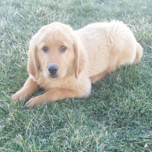 Golden Retriever Puppy Shyla
