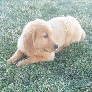 Golden Retriever Puppy Shyla
