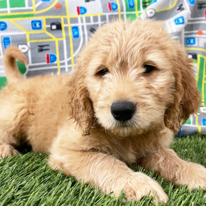 Goldendoodle Puppy Harv