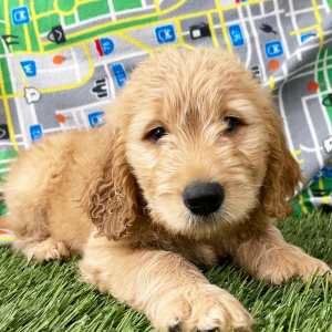 Goldendoodle Puppy Harv