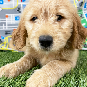 Goldendoodle Puppy Harv