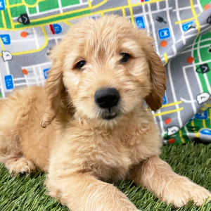 Goldendoodle Puppy Harv