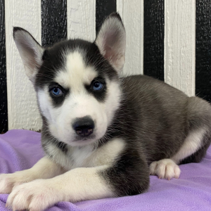 Siberian Husky Puppy Brenda