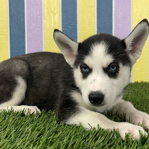 Siberian Husky Puppy Brenda