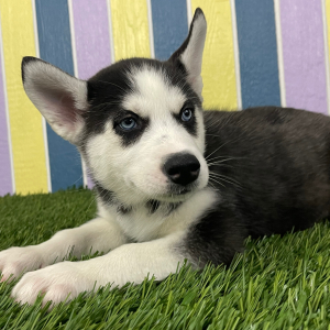 Siberian Husky Puppy Brenda