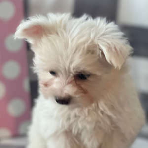Pomapoo Puppy Jayda