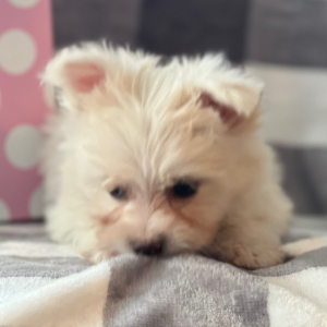 Pomapoo Puppy Jayda