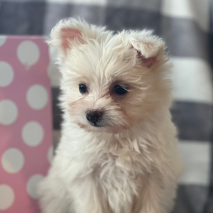 Pomapoo Puppy Jayda