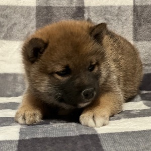 Shiba Inu Puppy Dylan