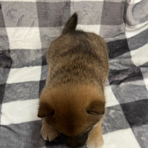 Shiba Inu Puppy Dylan