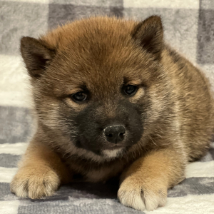 Shiba Inu Puppy Dylan