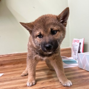 Shiba Inu Puppy Dylan