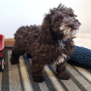 Labradoodle Puppy Rosie