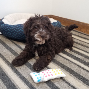 Labradoodle Puppy Rosie