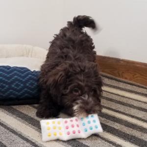 Labradoodle Puppy Rosie