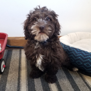 Labradoodle Puppy Rosie