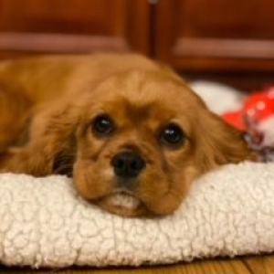 Cavalier King Charles Spaniel Puppy Bell