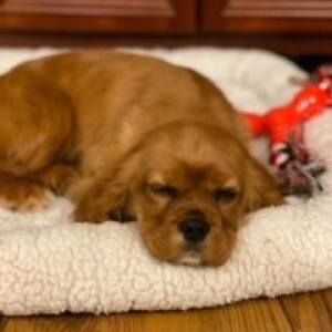 Cavalier King Charles Spaniel Puppy Bell