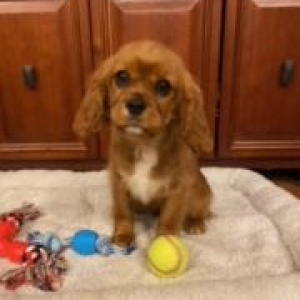 Cavalier King Charles Spaniel Puppy Bell