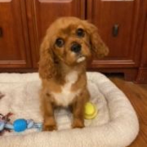 Cavalier King Charles Spaniel Puppy Bell