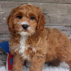 Cockapoo Puppy Porter