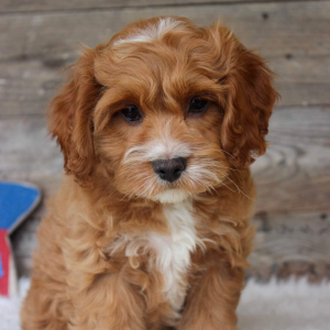 Cockapoo Puppy Porter