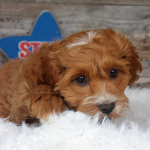 Cockapoo Puppy Porter