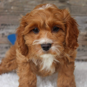 Cockapoo Puppy Porter