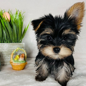 Yorkshire Terrier Puppy Robby