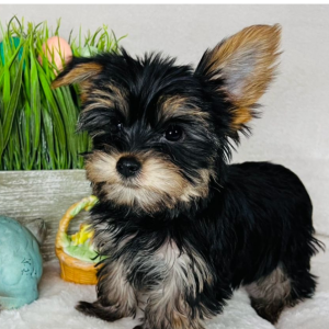 Yorkshire Terrier Puppy Robby