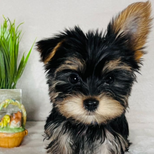 Yorkshire Terrier Puppy Robby