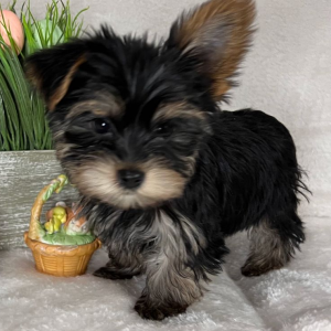 Yorkshire Terrier Puppy Robby