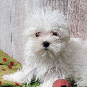 Maltese Puppy Tulip