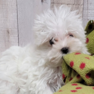 Maltese Puppy Tulip