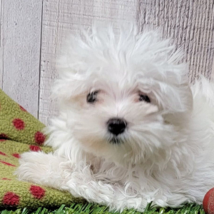 Maltese Puppy Tulip
