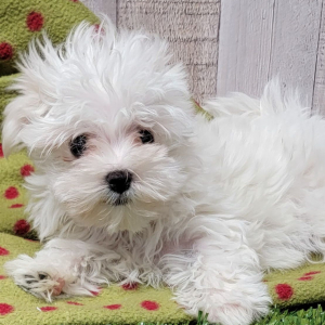 Maltese Puppy Tulip